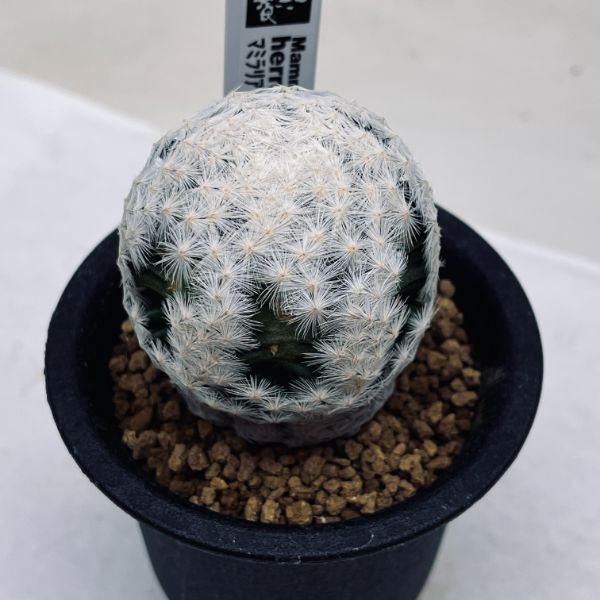 楽天市場】サボテン：マミラリア 白鳥 大文字 カキコ*幅4.5cm : 遊恵