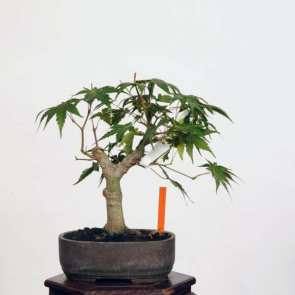 楽天市場】盆栽：山紅葉 現品*山もみじ モミジ Momiji bonsai 小品盆栽