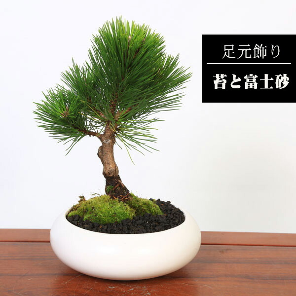 楽天市場】選べる盆栽 ：黒松（モダン陶器鉢)*苔と砂付き くろまつ