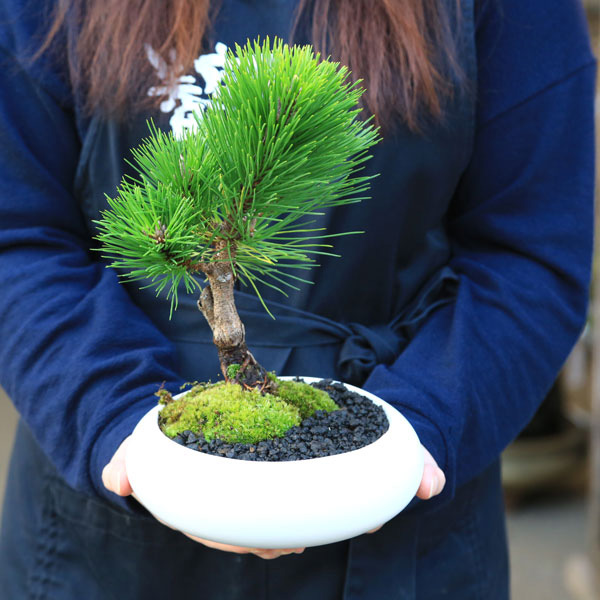 楽天市場】選べる盆栽 ：黒松（モダン陶器鉢)*苔と砂付き くろまつ