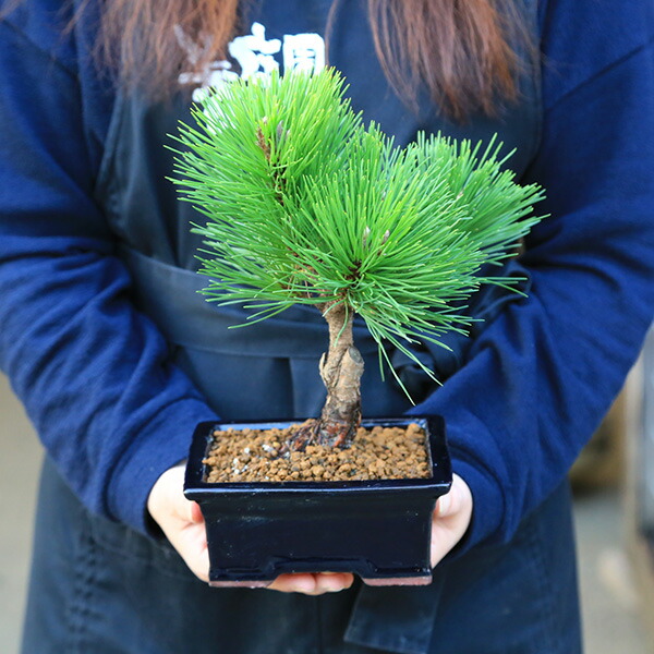楽天市場】盆栽：黒松（紺長方縁付小鉢)*くろまつ クロマツ 鉢植え