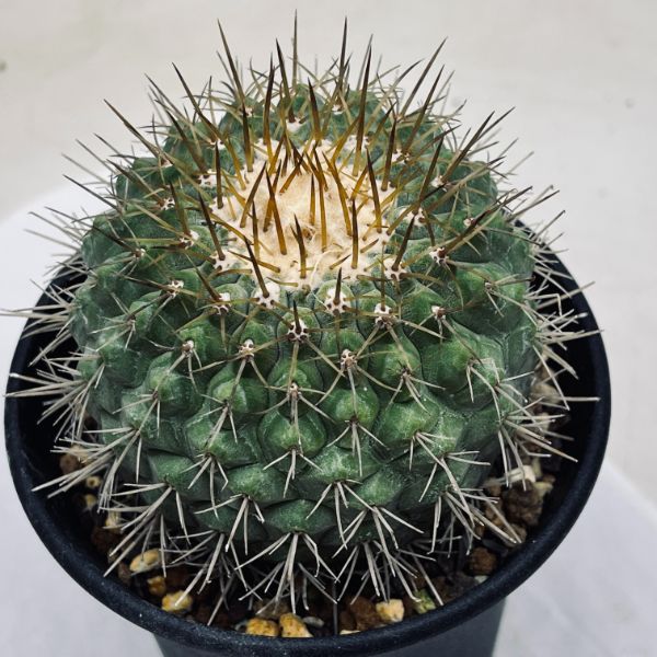 楽天市場】サボテン：コピアポア コルムナアルバ 孤竜丸（こりゅうまる