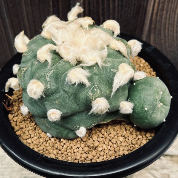 楽天市場】サボテン：ロフォフォラ ディフューサ 翠冠玉*幅12cm 現品
