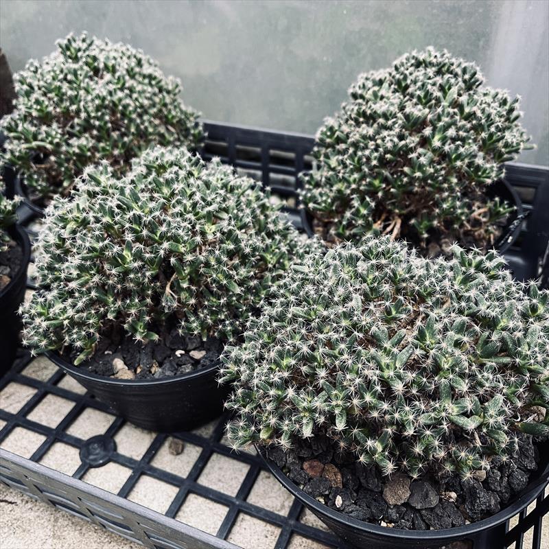 楽天市場】多肉植物：トリコディアデマ 紫晃星*葉幅15cm : 遊恵盆栽