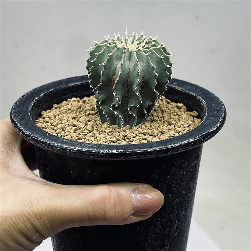 楽天市場】サボテン：ゲオヒントニア メキシカーナ 実生*幅4.5cm