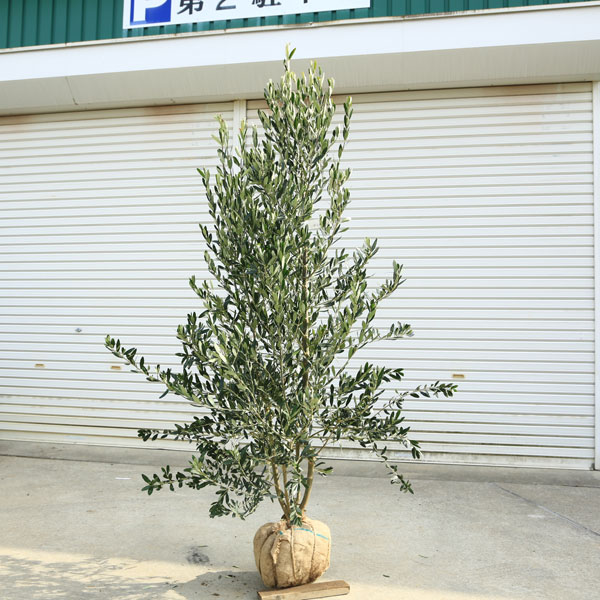 楽天市場】特選庭木・植木：オリーブ（シプレッシーノ）*樹高150cm