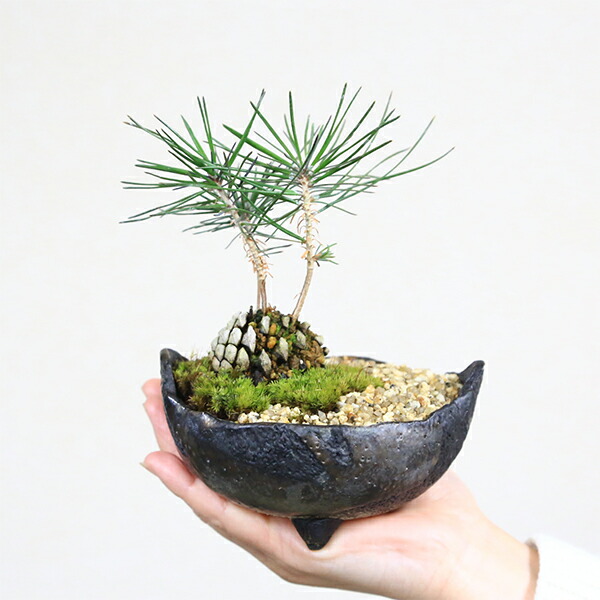 楽天市場】ギフト【即日出荷可！】ミニ盆栽：松ぼっくりん*＜黒松