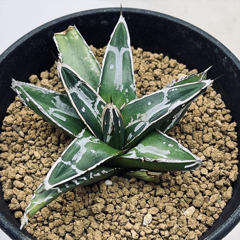 楽天市場】アガベ 笹の雪（花・観葉植物｜花・ガーデン・DIY）の通販