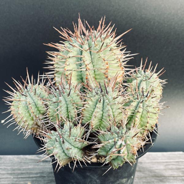 楽天市場】☆特価☆多肉植物：ユーフォルビア ホリダ*幅14cm 現品