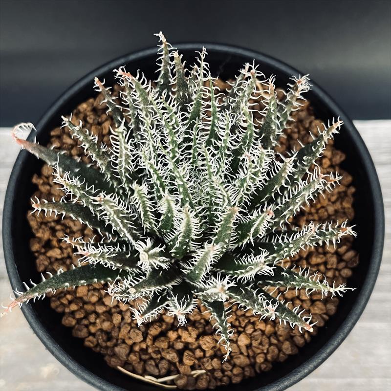 楽天市場】多肉植物：アロエ ハオルチオイデス*M 幅7cm : 遊恵盆栽