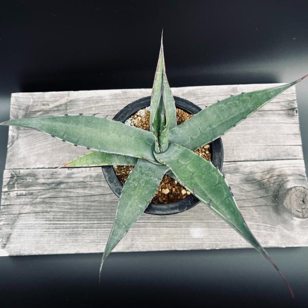 楽天市場】多肉植物：アガベ オバティフォリア 実生*幅26cm 現品