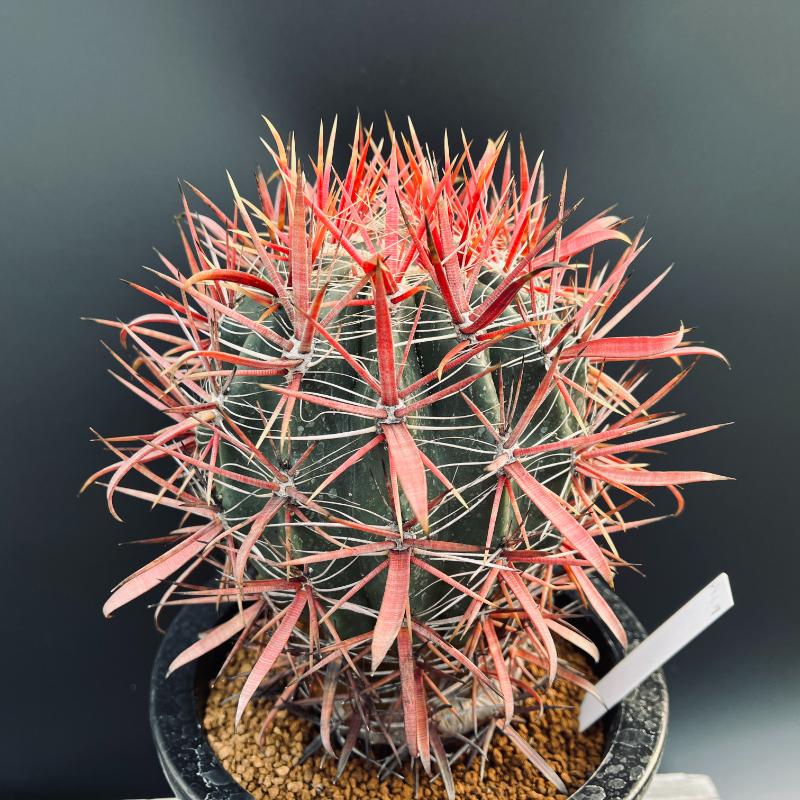 楽天市場】サボテン：フェロカクタス 神仙玉*幅12cm 現品！一品限り