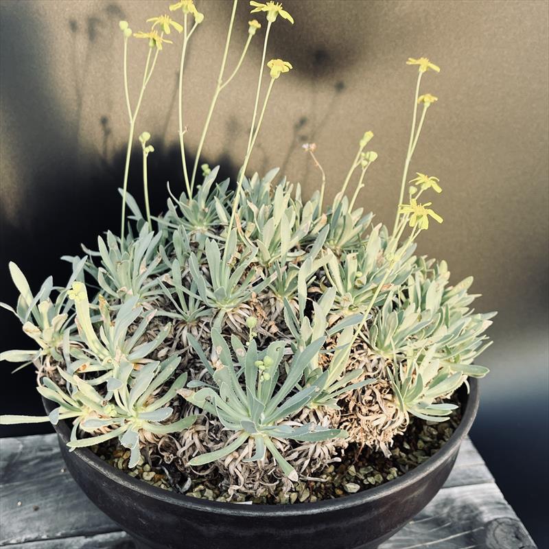 楽天市場】コーデックス：オトンナ レトロルサ*葉幅30cm 現品！一品