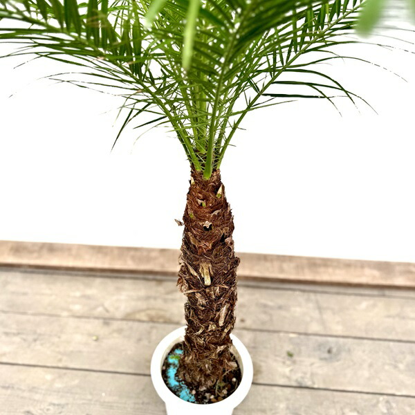 楽天市場】おしゃれ 観葉植物：ロベヤシ*フェニックスロベレニー