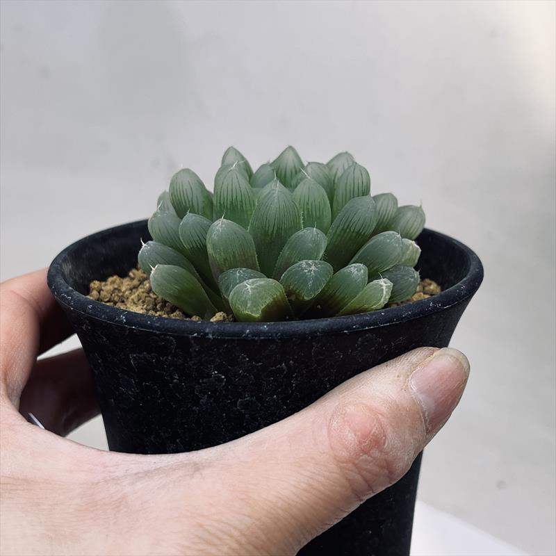楽天市場】多肉植物：ハオルチア マグワティ*幅6cm : 遊恵盆栽 楽天