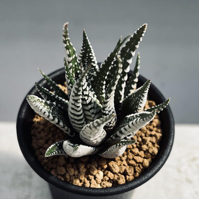 楽天市場】多肉植物：ハオルチア 十二の巻 ゼブラ*幅6cm : 遊恵盆栽