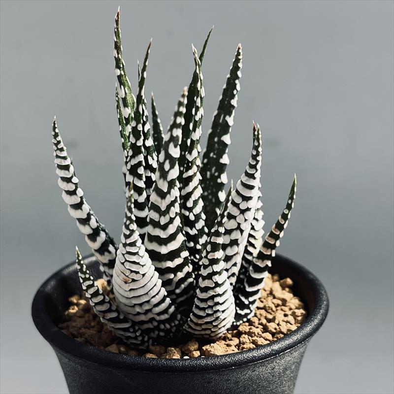 楽天市場】多肉植物：ハオルチア 十二の巻 ゼブラ*幅6cm : 遊恵盆栽