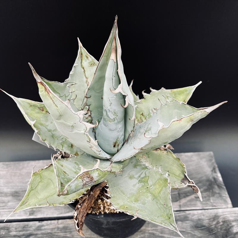 楽天市場】多肉植物：アガベ オテロイ シエラミクステカ FO-076*幅