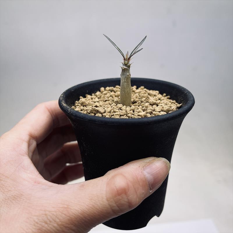 楽天市場】コーデックス：パキポディウム ロスラーツム*塊根幅0.6cm