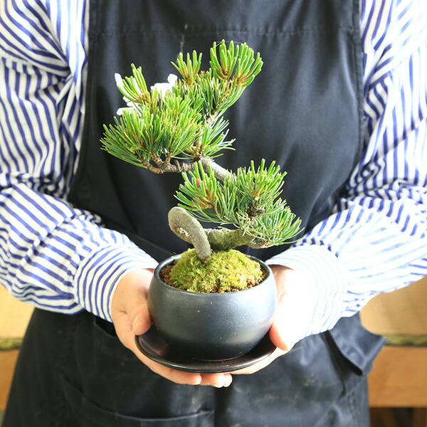 楽天市場】小品盆栽：五葉松(瀬戸焼黒丸鉢)* 【苔と受け皿とラッピング