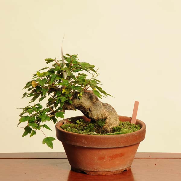 楽天市場】盆栽 特選：楓 現品*かえで カエデ Kaede bonsai Acer 中品