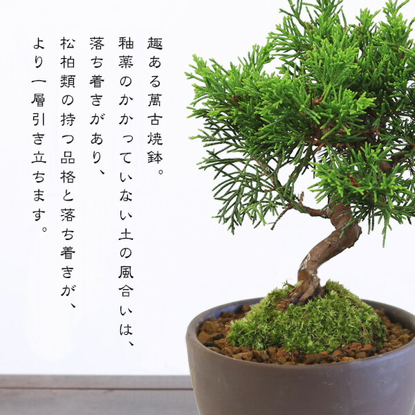 楽天市場】【即日出荷可！】ミニ盆栽：糸魚川真柏（曲・5年生）* (萬古