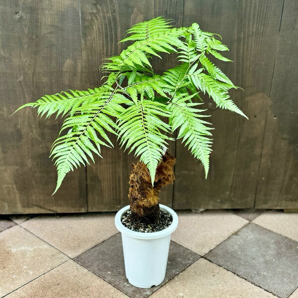 楽天市場】おしゃれ 観葉植物 キンモウコウ：ゴールデンモンキー