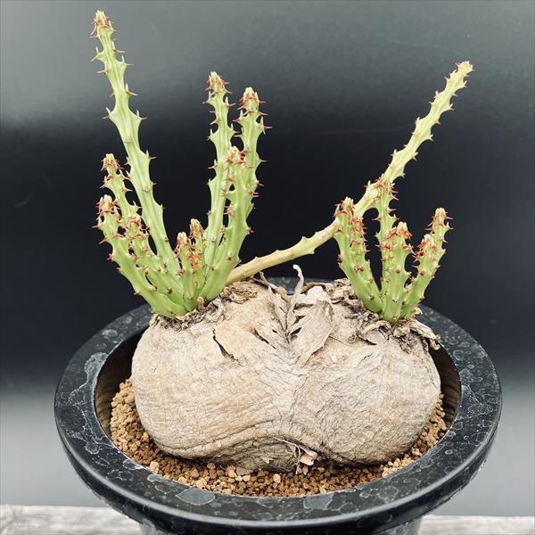 楽天市場】コーデックス：ユーフォルビア デシドゥア 蓬莱島*塊根幅