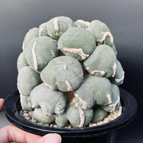 楽天市場】サボテン：アリオカルプス 変わり疣 青磁牡丹 ツギ（竜神台