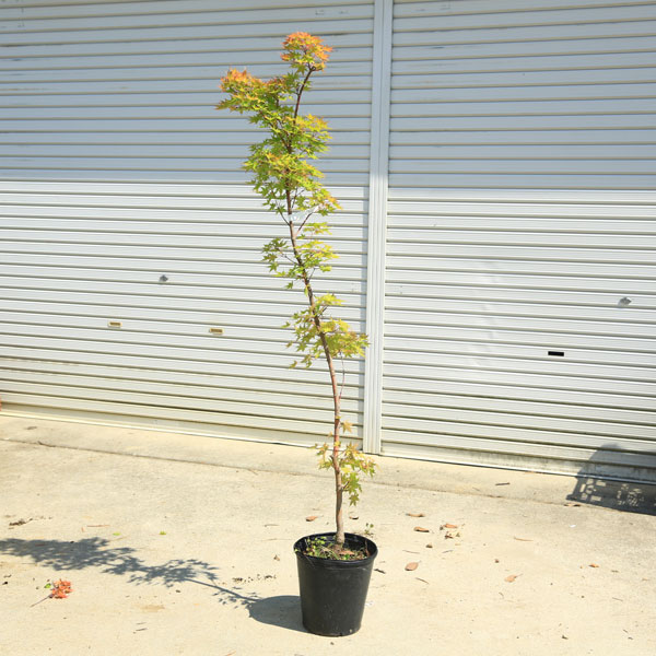 楽天市場】庭木・植木：サンゴカクもみじ（珊瑚閣）*さんごかく 紅葉