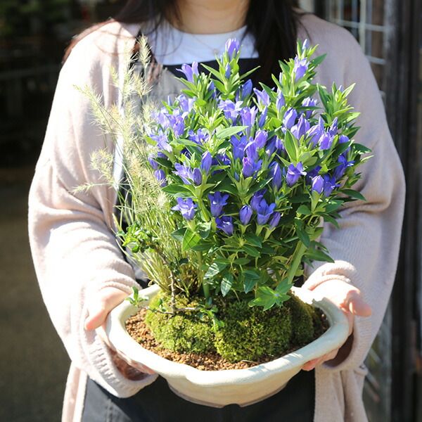 楽天市場】【敬老の日 プレゼント ギフト】盆栽：りんどう寄せ植え