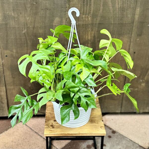 楽天市場】モンステラ ハンギングの通販