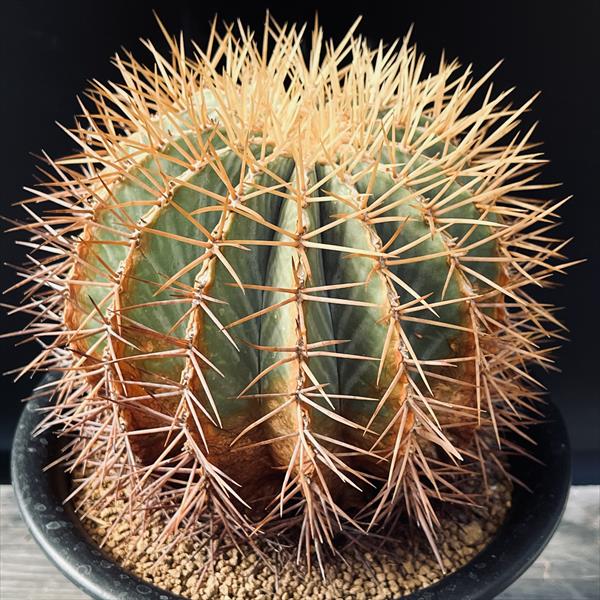 楽天市場】サボテン：フェロカクタス 王冠竜*幅14cm 現品！一品限り