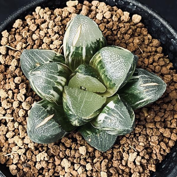 楽天市場】多肉植物：ハオルチア 鮮明黄色斑 コレクタ錦*幅6cm 現品