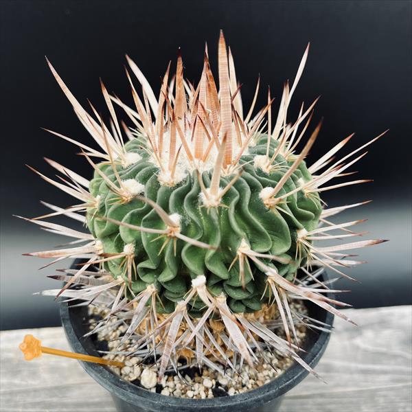 楽天市場】サボテン：エキノフォスロカクタス 振武玉*幅8cm 現品！一品