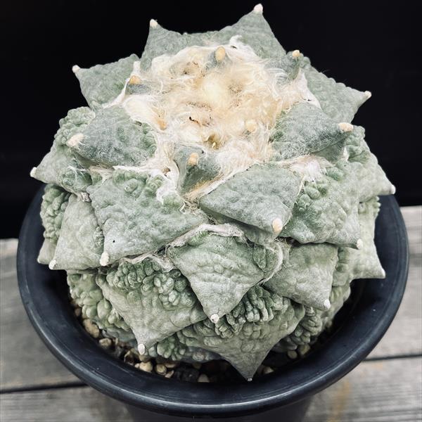 楽天市場】☆特価☆サボテン：アリオカルプス 村主カリフラワー×堀川