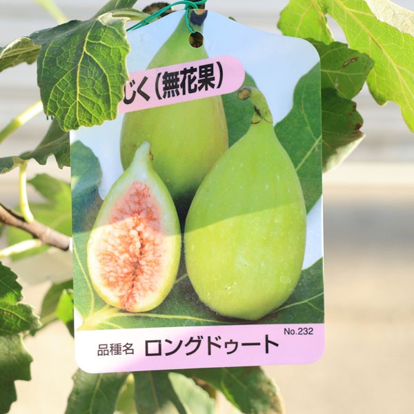 楽天市場】庭木・植木・果樹：イチジク（いちじく）接木苗 6号*（ご