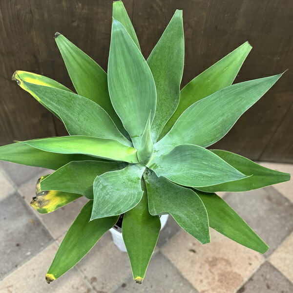 楽天市場】観葉植物：アガベ アテナータ*8号プラポット 現品をお届け