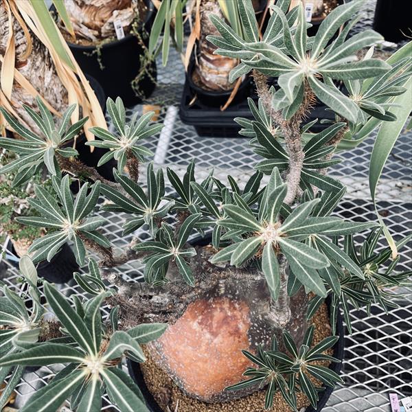 楽天市場】☆特価☆コーデックス：パキポディウム グラキリス 発根済