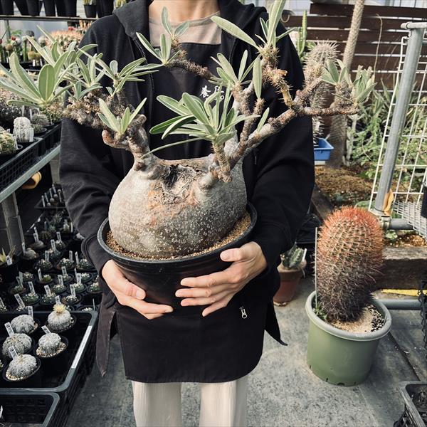 楽天市場】コーデックス：パキポディウム グラキリス 発根済*塊根幅