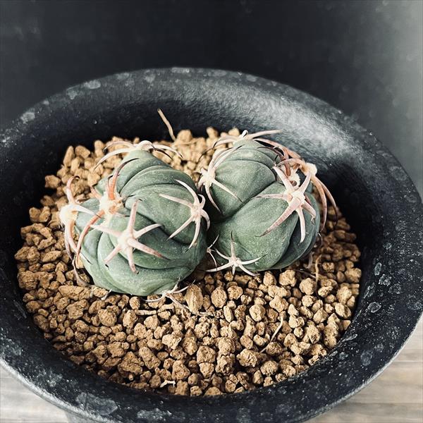 楽天市場】サボテン：エキノカクタス 花王丸 ダブルヘッド ツギ*幅5.5