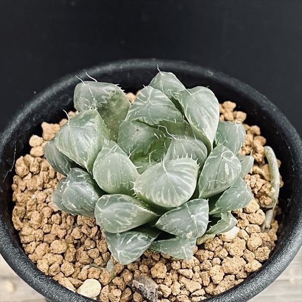 楽天市場】多肉植物：ハオルチア 紫オブツーサ×OB-1 実生*幅5.5cm