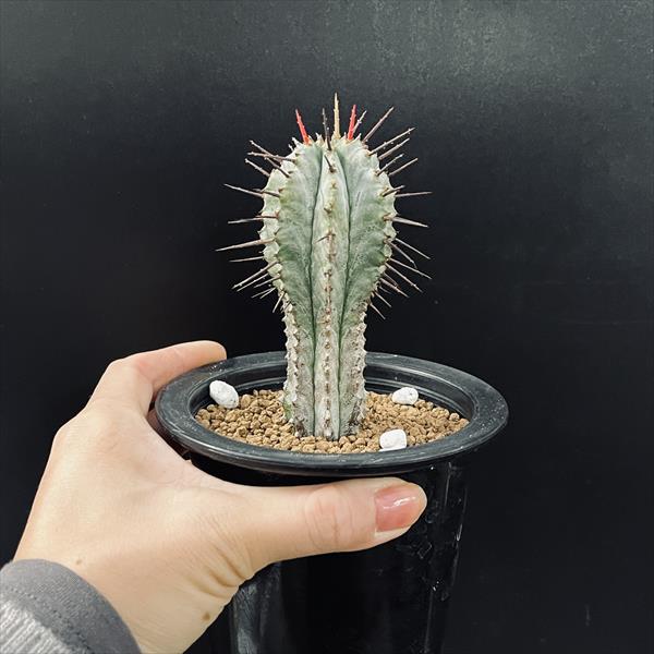 楽天市場】多肉植物：ユーフォルビア ホリダ柱*幅4.5cm : 遊恵盆栽