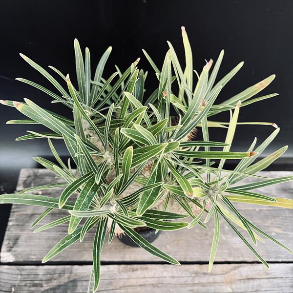 楽天市場】コーデックス：パキポディウム グラキリス 実生*枝幅13cm