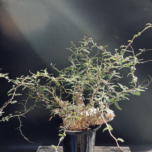 楽天市場】盆栽仕立て：オペルクリカリア パキプス 発根済*塊根幅