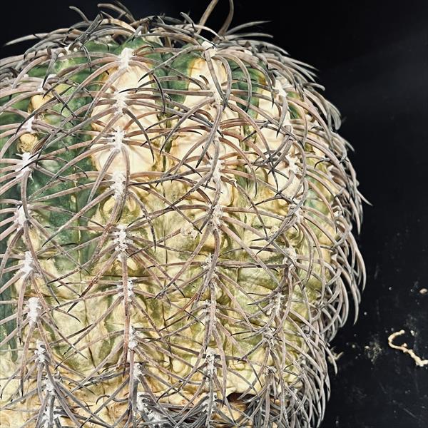 楽天市場】サボテン：ギムノカリキウム 猫爪天平丸 ツギ*幅13cm 現品