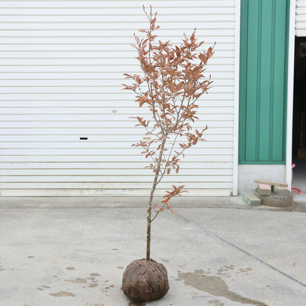 楽天市場】庭木 植木 ：ヤマコウバシ（山香ばし）やまこうばし 現品