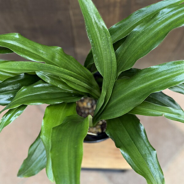 楽天市場】観葉植物 品種選べます：オモト 万年青*プラポット おもと