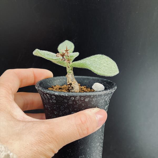 楽天市場】コーデックス：チレコドン ノルティ*葉幅7cm 現品！一品