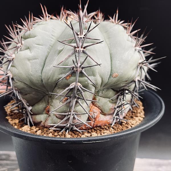 楽天市場】サボテン：エキノカクタス 太平丸 実生*幅16cm 現品！一品